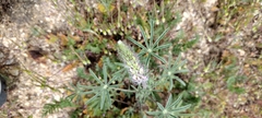 Lupinus sparsiflorus