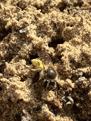 Andrena miserabilis
