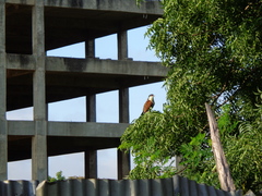 Centropus senegalensis