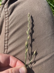 Lolium multiflorum