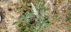 Lupinus sparsiflorus