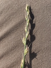 Lolium multiflorum