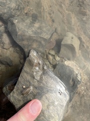 Lepidochitona cinerea