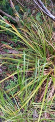 Carex forsteri