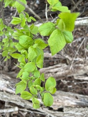 Lonicera maackii