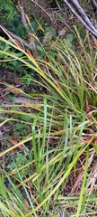 Carex forsteri
