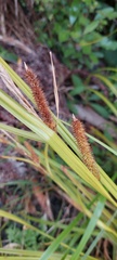 Carex forsteri