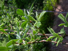 Salix appendiculata