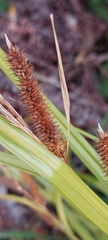 Carex forsteri