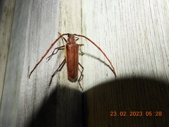 Ochrocydus huttoni