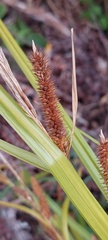 Carex forsteri