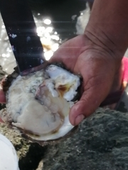 Saccostrea cuccullata