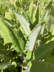 Salvia spathacea
