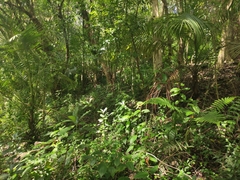 Acanthophoenix rubra