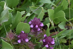 Orthocarpus bracteosus