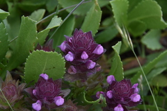 Orthocarpus bracteosus