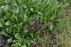 Orthocarpus bracteosus