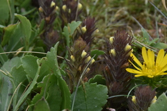 Castilleja victoriae