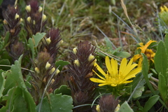 Castilleja victoriae