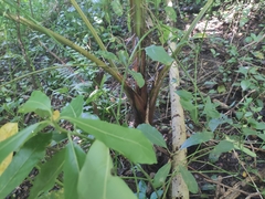 Acanthophoenix rubra