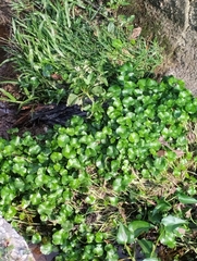 Hydrocotyle bonariensis