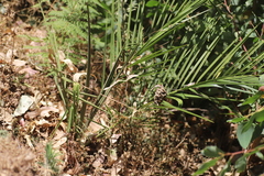 Phoenix reclinata