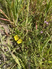 Camissoniopsis