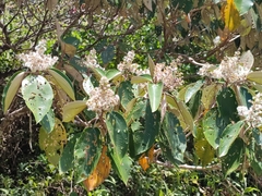 Miconia albicans