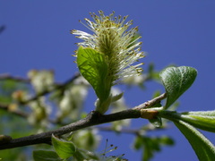 Salix appendiculata