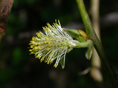 Salix appendiculata