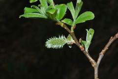 Salix appendiculata