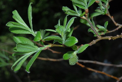 Salix appendiculata