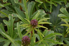 Sidalcea hendersonii