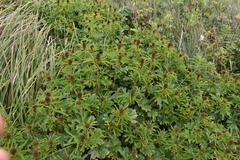 Sidalcea hendersonii