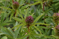 Sidalcea hendersonii