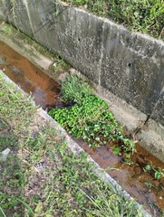 Hydrocotyle bonariensis