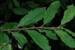 Salix aurita