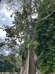 Pseudobombax septenatum