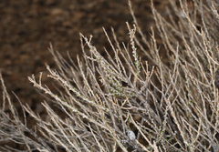 Tetradymia glabrata
