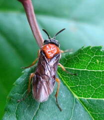 Sterictiphora angelicae
