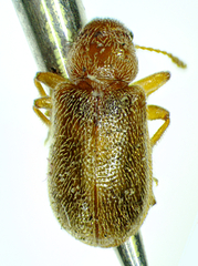 Doydirhynchus austriacus