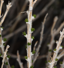 Tetradymia glabrata