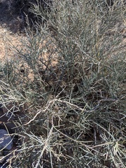Ephedra nevadensis