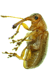 Doydirhynchus austriacus