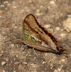 Charaxes candiope