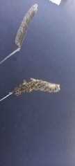 Harpochloa falx