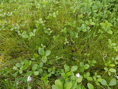 Carex chordorrhiza