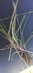 Harpochloa falx