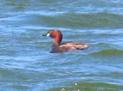 Tachybaptus ruficollis capensis