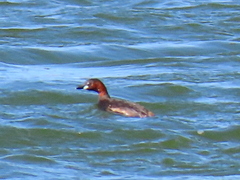 Tachybaptus ruficollis capensis